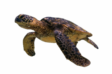 turtle-6722304_1280
